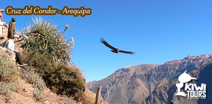 Cruz del Condor - Arequipa